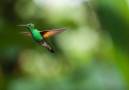 Colibri